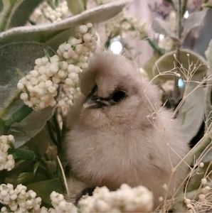 Meet your Posher, Karline